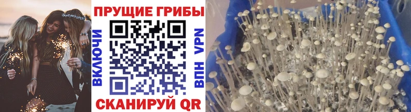 Псилоцибиновые грибы MAGIC MUSHROOMS  купить наркоту  Сунжа 